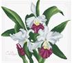 No Count Cross Stitch On White Aida 14 - bouquet of orchids 