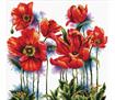 No Count Cross Stitch On White Aida 14 - lovely poppies 