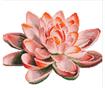 Diamond Art - Lotus 37x 42cm