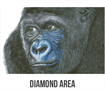 Kibali Western Lowland Gorilla 