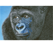 Kibali Western Lowland Gorilla 