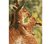 Kissing Kangas