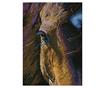 DIAMOND DOTZ - Star - 41.50 x 29.50cm