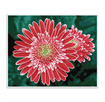 DIAMOND DOTZ - Pink Gerberas - 50 x 40 cm (white frame incl in kit)