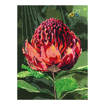 Natalie Jane Parker Counted Cross Stitch Kit 30 x 40cm - Blue Banded Bee & Waratah