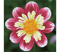 Diamond Dotz Daisy-A-Day 30.5 x 30.5cm (12 x 12in)