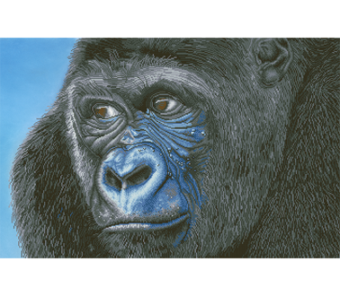 DIAMOND DOTZ - Kibali Western Lowland Gorilla - 100 x 65cm      (39.4 x 25.6in)