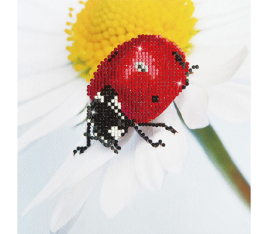 Daisy Lady - 20 x 20cm (7.9 x 7.9in)