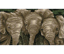 Trunk Call - 26.5 x 46.5cm