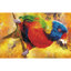 Simply Dotz  Rainbow Perch - 32 x 50cm