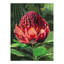 Natalie Jane Parker Counted Cross Stitch Kit 30 x 40cm - Blue Banded Bee & Waratah