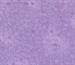 Patterns - Flutter - Tone On Tone 100% Cotton Printed Fabric - 13 lilac