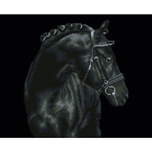 Black Sheen - 42 x 52cm