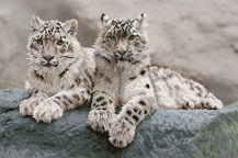 Snow Leopards Hemis National Park  Kashmir  India - 50 x 75cm