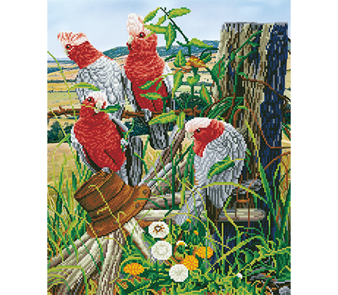 Galah Quartet - 47 x 57cm (18.50 x 22.44in))