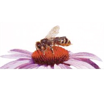 Thea Gouverneur Cross Stitch Kit - Bee on Echinacea 210 x 450mm