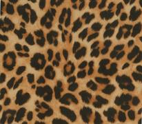 Felt Acrylic Rectangles - Printed - cheetah