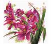 No Count Cross Stitch On White Aida 14 - lovely orchids