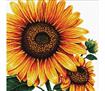 No Count Cross Stitch On White Aida 14 - sunflower 